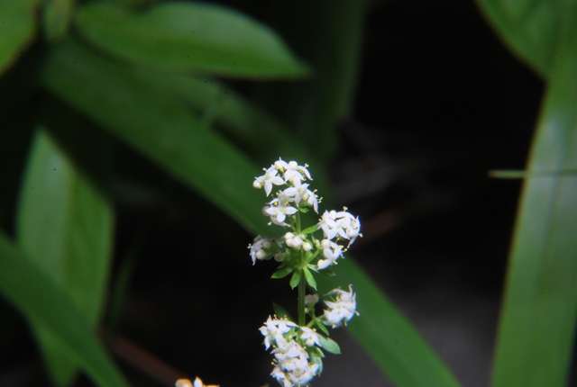 Galium